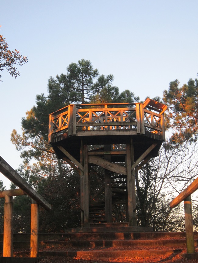 Wooden observation deck surrounded by trees