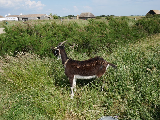 goat in the marshes