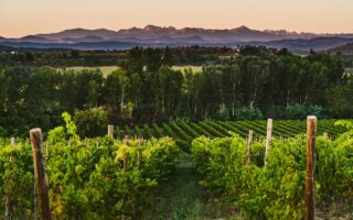 An Immersive Wine-Tasting Experience in the South of France