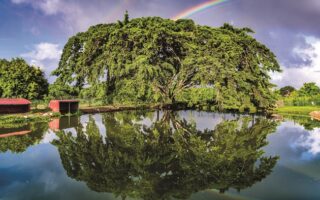 France’s Most Beautiful Trees