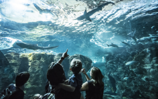 10 Reasons to Visit Océanopolis