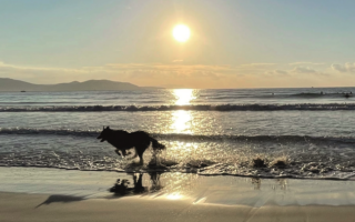 Le Dernier Mot: Canine Encounters