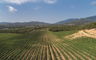 Taste of France: the New Wave of Corsican Wines