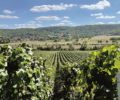 Champagne vineyards, Marne Valley