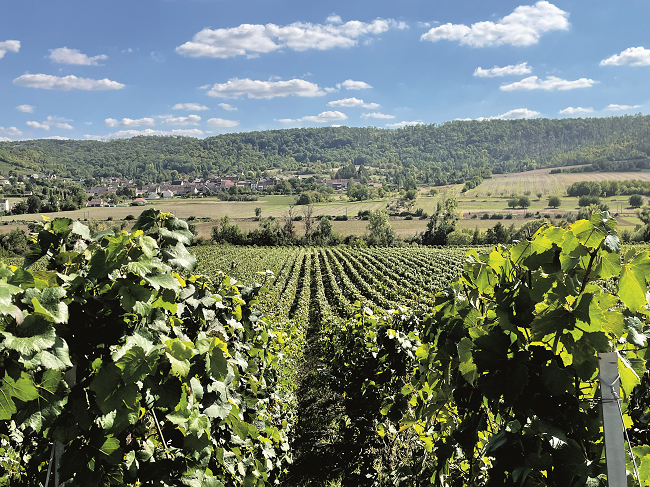 Champagne vineyards, Marne Valley