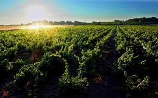 Exploring the Pays d’Oc Wine region: A journey through Southern France’s vineyards