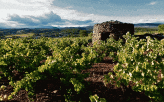 Terrasses du Larzac: Organic Wine-Making in the Heart of the Languedoc