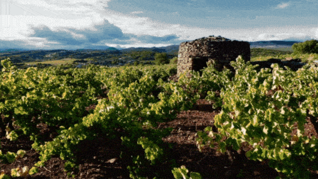 Terrasses du Larzac: Organic Wine-Making in the Heart of the Languedoc