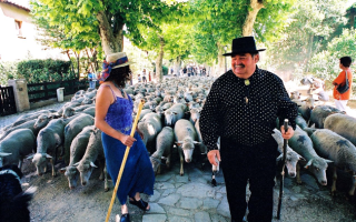 The Transhumance, a Part of France Cultural Heritage