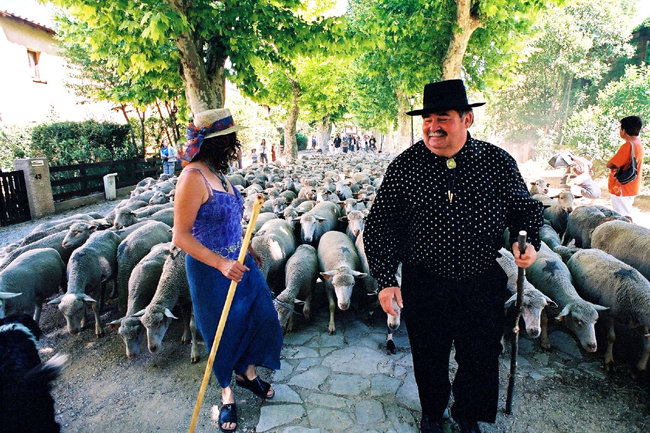 The Transhumance, a Part of France Cultural Heritage