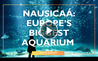 Visites Guidées – Nausicaá