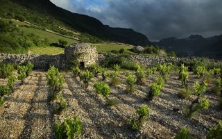 Terrasses du Larzac Winegrowers Celebrate Decade of Existence 