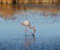 Feeding flamingo