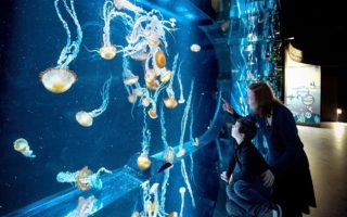 10 Reasons to Visit Nausicaá Aquarium...