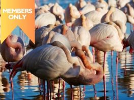 The Fabulous Flamingos of the Camargue’s Pont du Gau P...