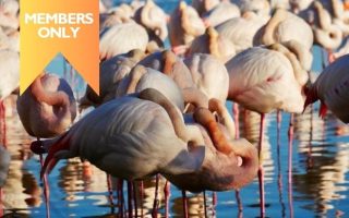 The Fabulous Flamingos of the Camargue’s Pont du Gau Park
