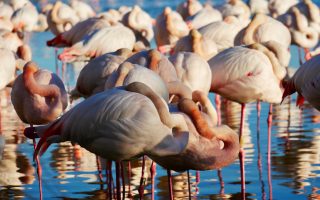 The Fabulous Flamingos of the Camargue’s Pont du Gau Park