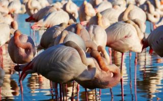 The Fabulous Flamingos of the Camargue’s Pont du Gau P...