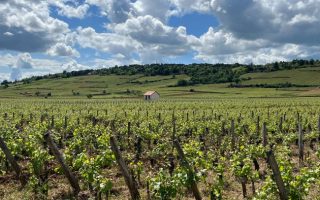 Unveiling Southern Burgundy, One Pedal at a Time