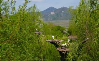 Spotting the Storks, Alsace’s Mascot