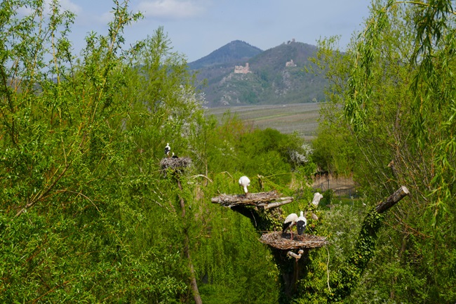Spotting the Storks, Alsace’s Mascot