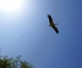 Stork-flying-overhead