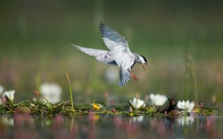 10 Reasons to visit the Brenne Regional Park