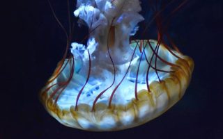 Dive into the Abyss at Nausicaá’s Latest Exhibition