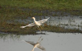 10 reasons to visit Cotentin and Bessin Marshes Regional Natural Park