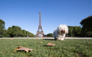 The Do’s and Don’ts of Bringing Your Dog on Vacation to France 