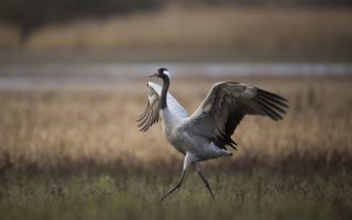 The Cranes Make Their Appearance in the Brenne Regional Park 