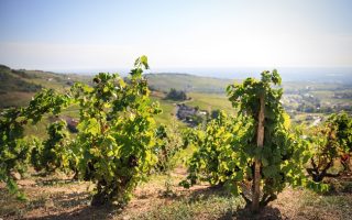 Beaujolais Nouveau Celebration Takes Over Napa and the San Francisco Bay Area