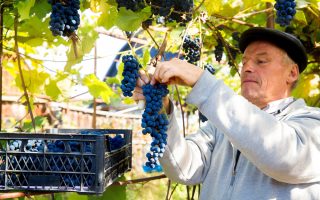 Beaujolais Nouveau: France’s Vibrant Celebration of Young Wine 