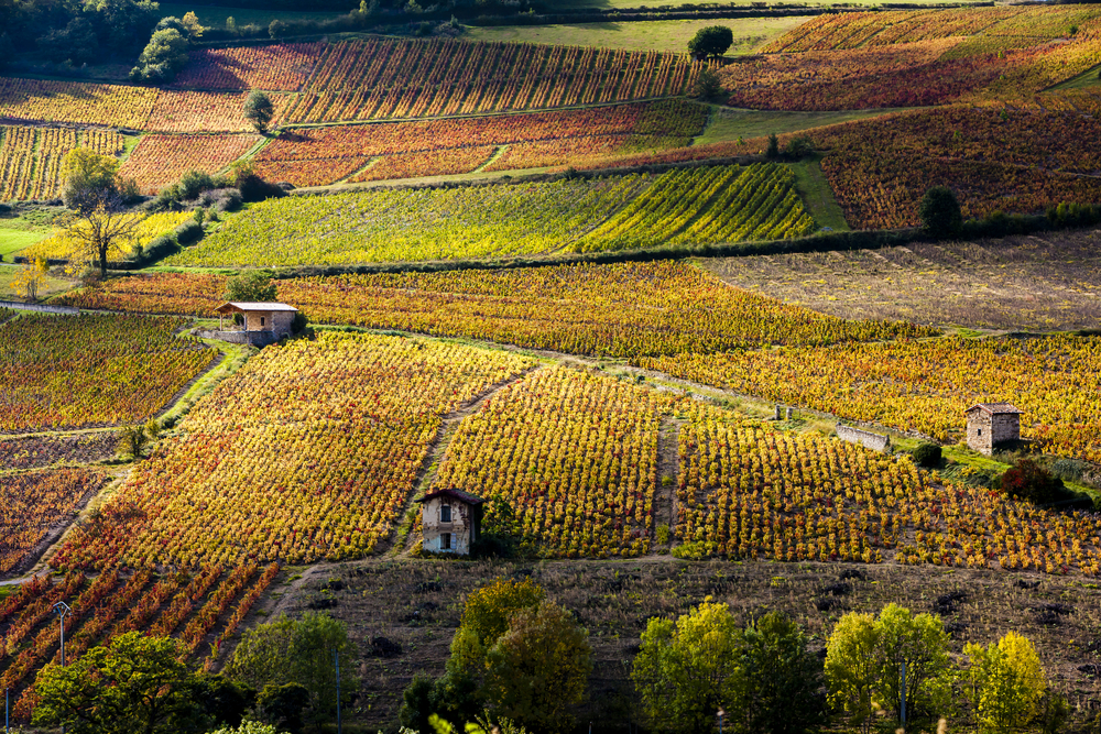 Beaujolais Nouveau France’s Vibrant Celebration of Young Wine France