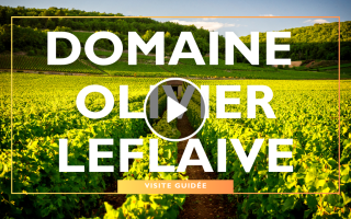 Visites Guidées – Domaine Olivier Leflaive