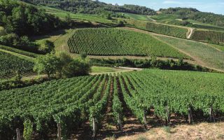 Bad Results for the 2024 Wine Harvest