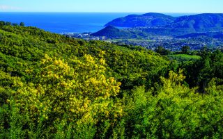 Love Letter to France: Lemony Hues of Winter