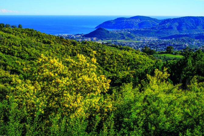 Love Letter to France: Lemony Hues of Winter