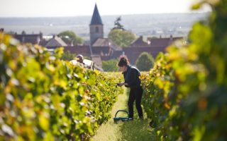 Burgundy’s Famed Climats Celebrate 10 Years of UNESCO Recognition
