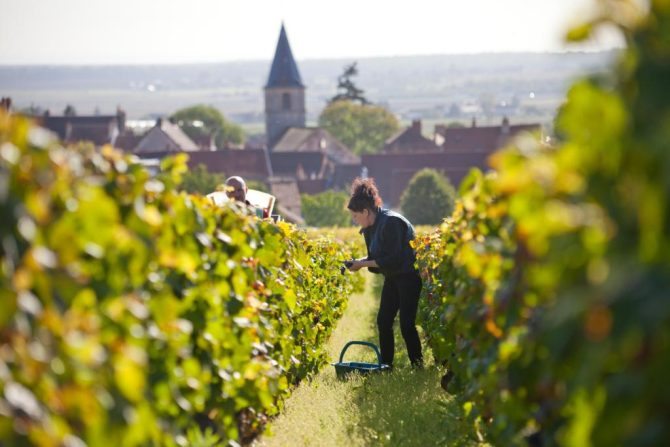 Burgundy’s Famed Climats Celebrate 10 Years of UNESCO Recognition