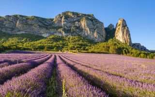 How Forgotten French Regions are Reclaiming their Lavender Fragrance Heritage 
