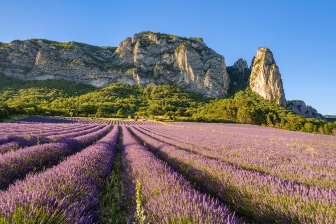 How Forgotten French Regions are Reclaiming their Lavender Fragrance Heritage 