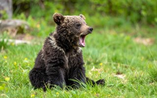 There are no Bears in the French Alps