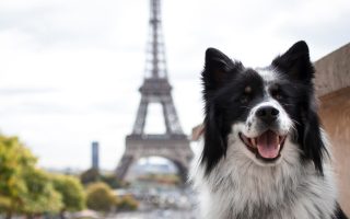 7 Unexpected Dog-friendly Spots in Paris 
