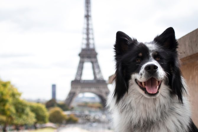 7 Unexpected Dog-friendly Spots in Paris 