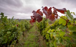 The Secluded Vineyards of Aveyron