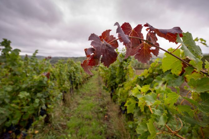 The Secluded Vineyards of Aveyron