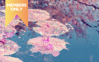 Through the Lens: 100 Years of Light with Monet
