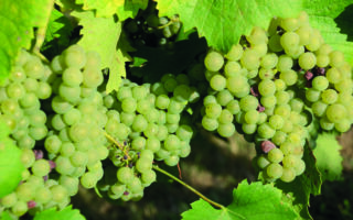 The Renaissance of Nantes’s Muscadet Wines