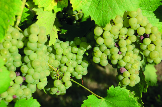 The Renaissance of Nantes’s Muscadet Wines